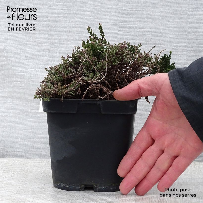 Amostra de Bruyère d'été - Calluna vulgaris Spring Torch Vaso de 8/9 cm tal como entregue no inverno