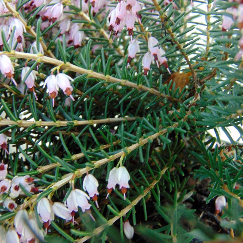 Urze de inverno Ghost Hills - Erica darleyensis (Folhagem)