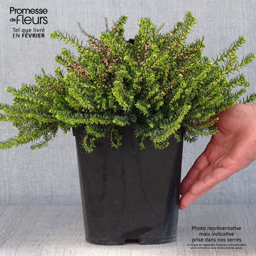 Amostra de Urze de inverno Trio - Erica darleyensis Vaso de 3 L/4 L tal como entregue no outono