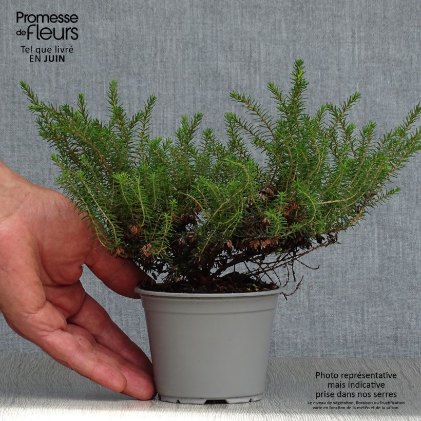 Amostra de Urze de inverno Kramer's Rote - Erica darleyensis Vaso de 8/9 cm tal como entregue no verão