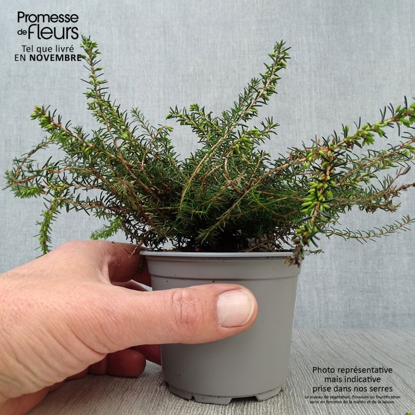 Amostra de Urze de inverno Kramer's Rote - Erica darleyensis Vaso de 8/9 cm tal como entregue no outono