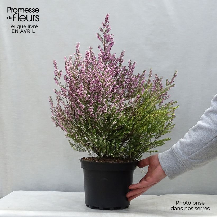 Amostra de Erica mediterranea - Urze-mediterrânica Vaso de 3 L/4 L tal como entregue na primavera