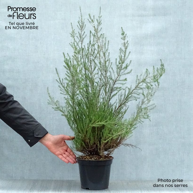 Amostra de Erica mediterranea - Urze-mediterrânica Vaso de 3 L/4 L tal como entregue no outono
