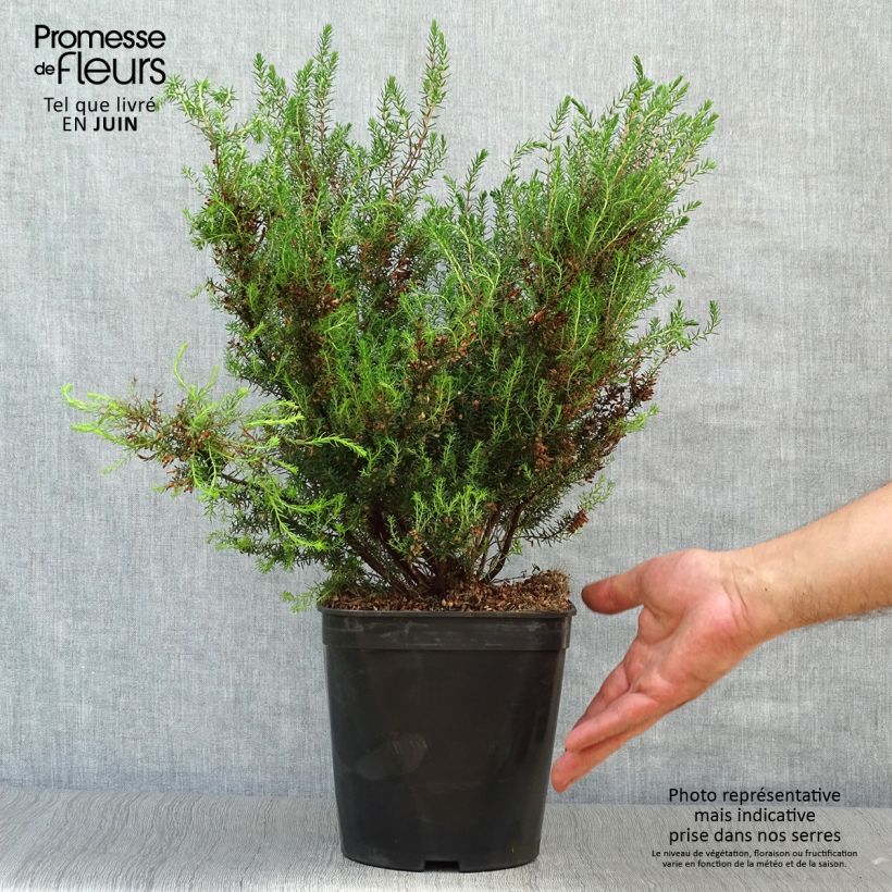 Amostra de Erica mediterranea - Urze-mediterrânica Vaso de 3 L/4 L tal como entregue no verão
