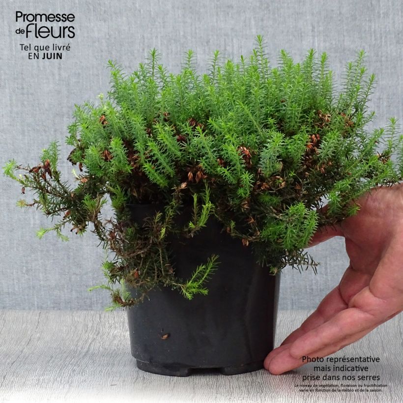 Amostra de Urze-de-inverno Isabell - Erica carnea Vaso de 2 L/3 L tal como entregue no verão
