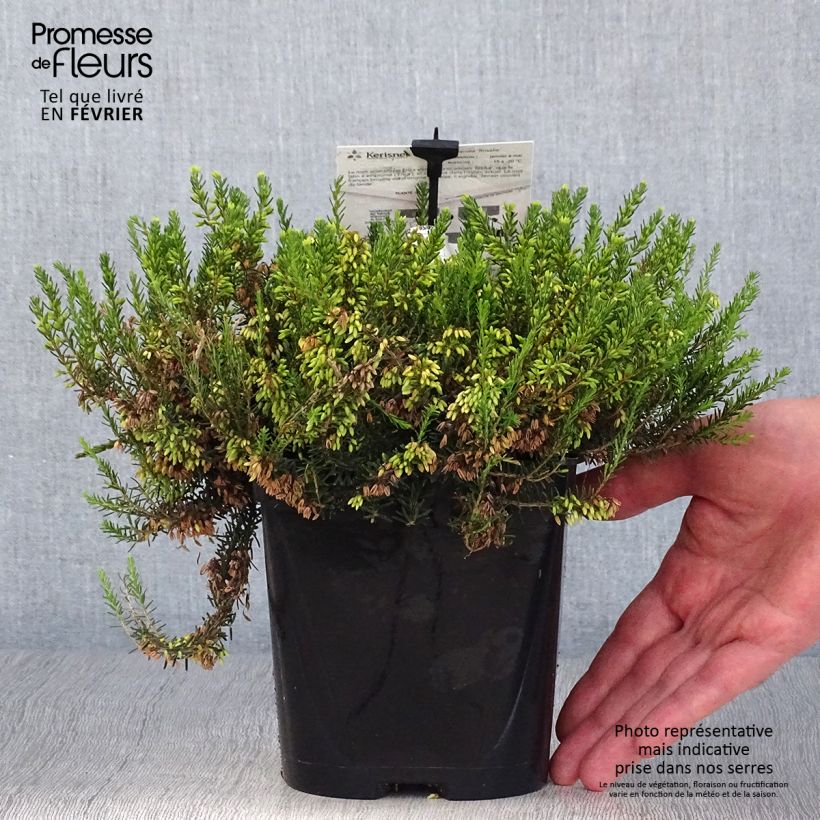 Amostra de Urze-de-inverno Rosalie - Erica carnea Vaso de 2 L/3 L tal como entregue no outono