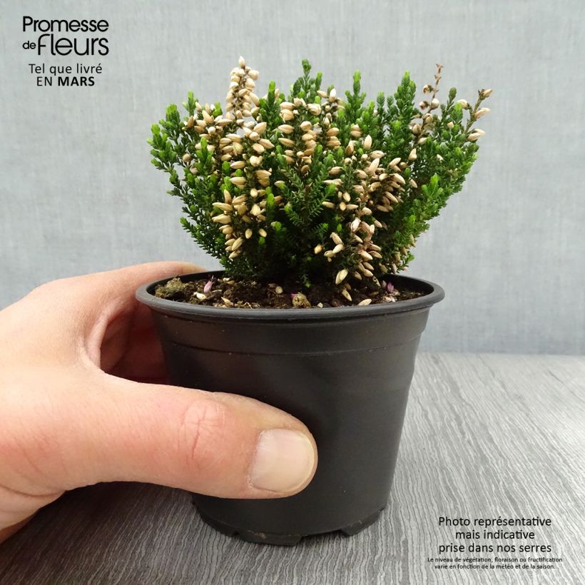 Amostra de Calluna vulgaris Alba Vaso de 8/9 cm tal como entregue na primavera
