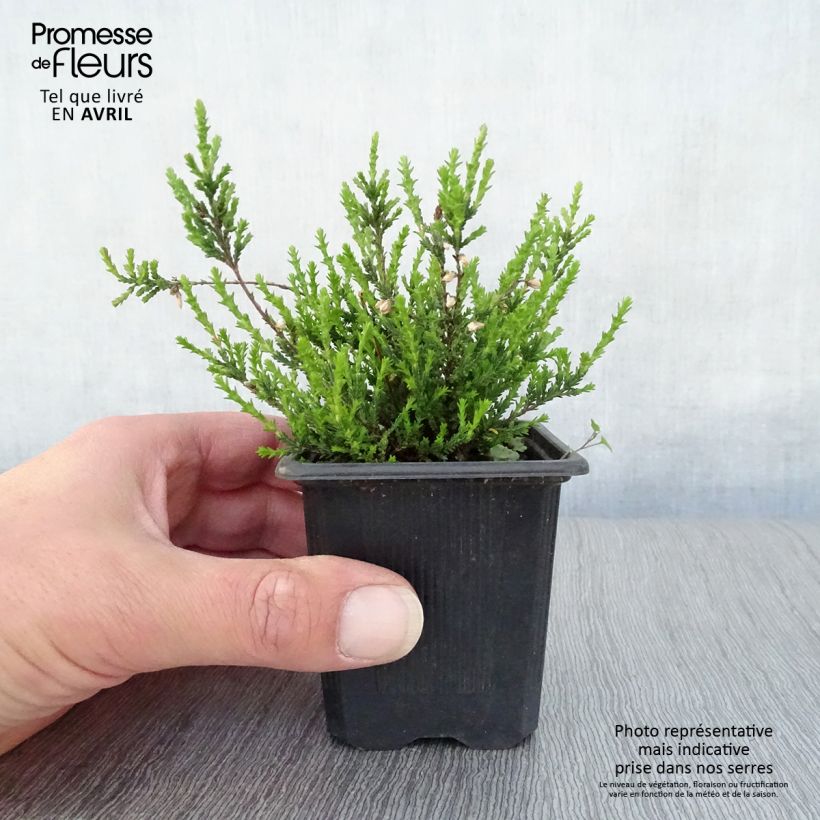 Amostra de Calluna vulgaris Marlies Vaso de 8/9 cm tal como entregue na primavera