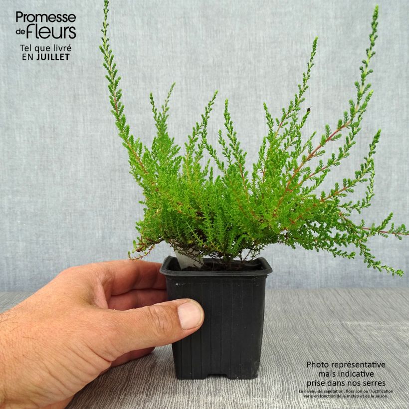 Amostra de Calluna vulgaris Spring Torch Vaso de 8/9 cm tal como entregue no verão