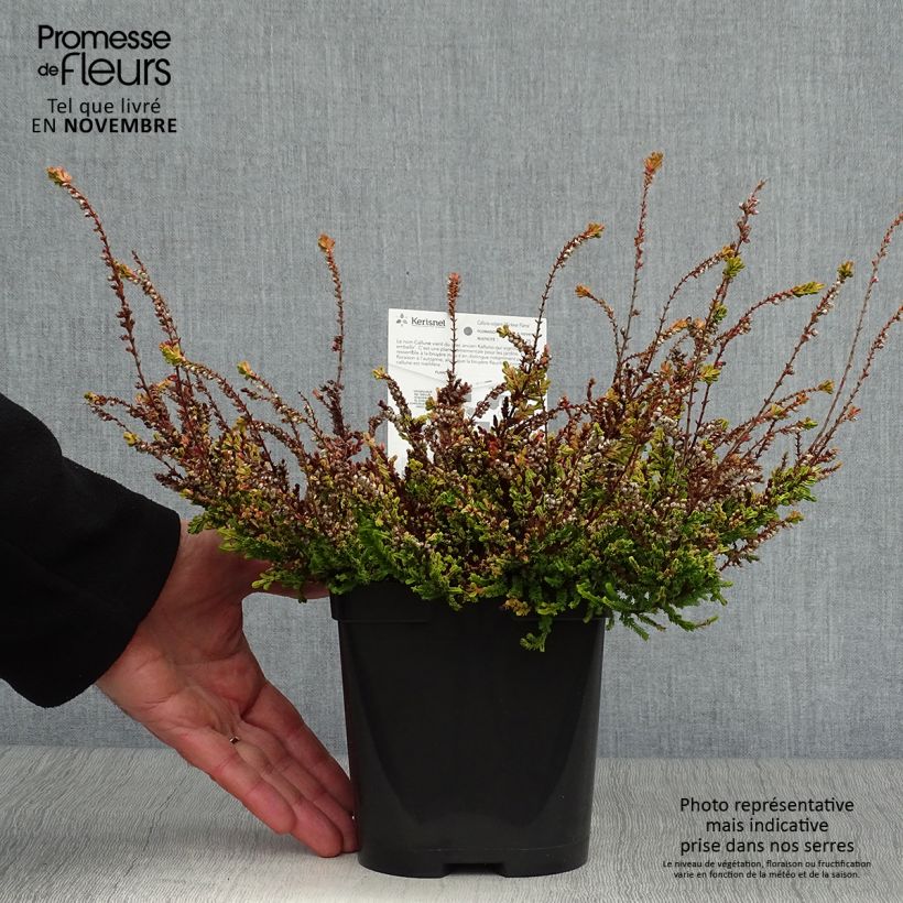 Amostra de Calluna vulgaris Wickwar Flame Vaso de 2 L/3 L tal como entregue no outono