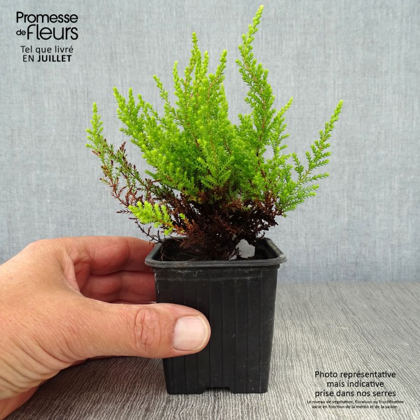 Amostra de Calluna vulgaris Winter Chocolate Vaso de 8/9 cm tal como entregue no verão