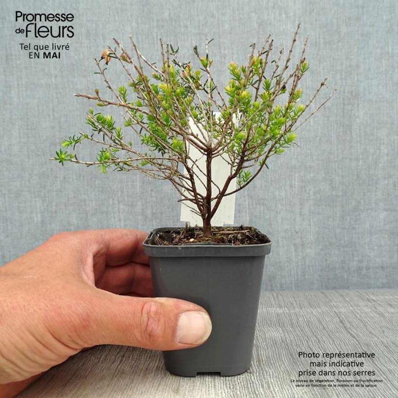 Amostra de Urze de inverno Ghost Hills - Erica darleyensis Vaso de 8/9 cm tal como entregue na primavera