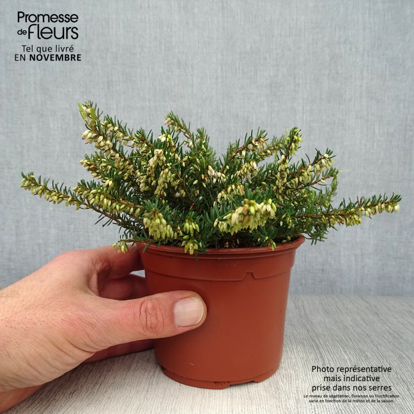 Amostra de Urze de inverno Silberschmelze - Erica darleyensis Vaso de 8/9 cm tal como entregue no outono
