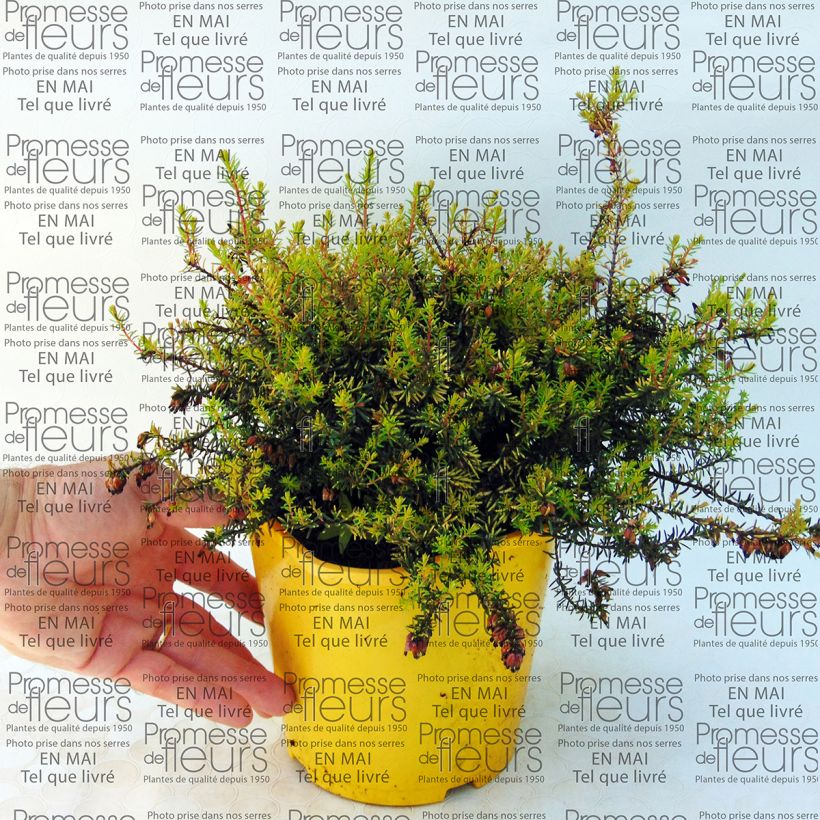 Exemplo de amostra de Urze de inverno Winter Belles® Tylou - Erica darleyensis Vaso de 2 L/3 L tal como entregue