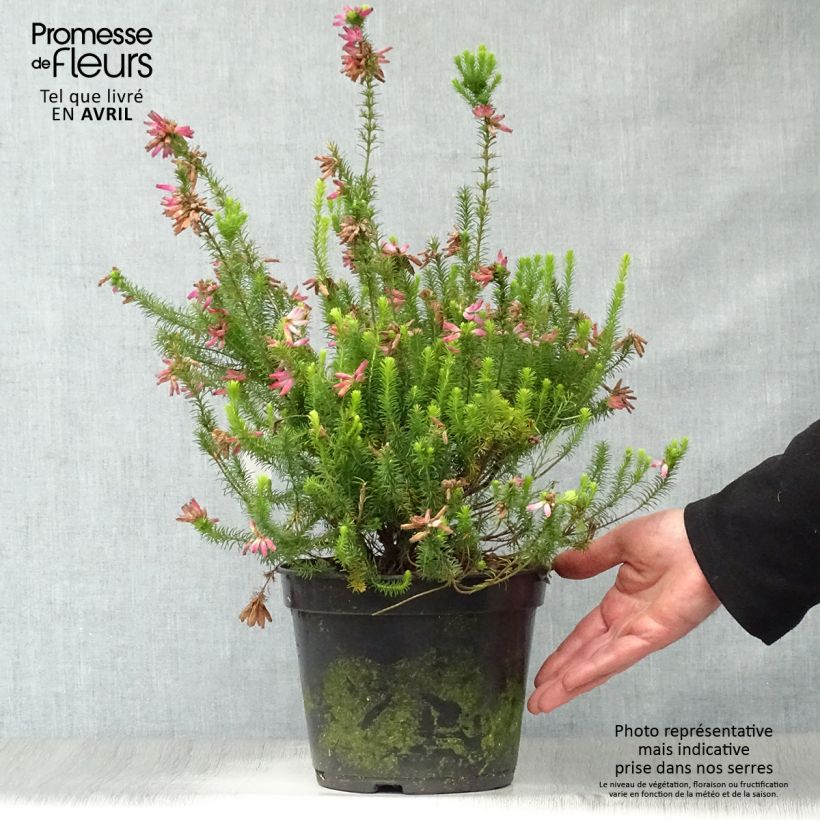 Amostra de Erica verticillata Vaso de 4 L/5 L tal como entregue na primavera
