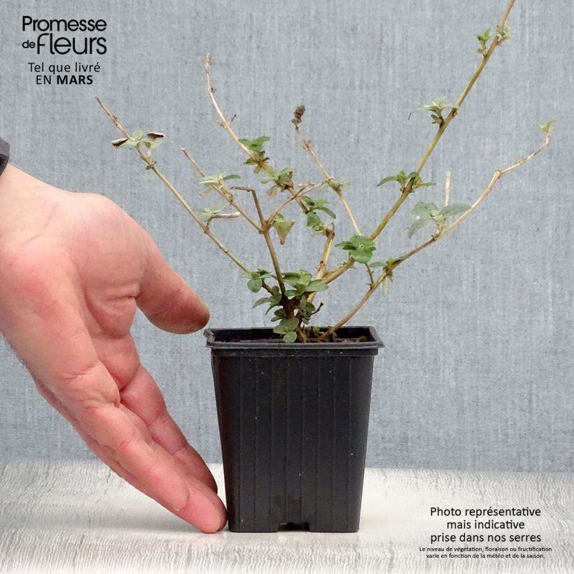 Amostra de Budleia Blue Chip Vaso de 8/9 cm tal como entregue na primavera