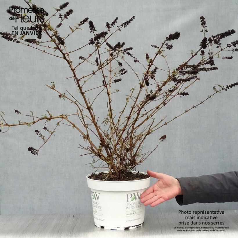 Amostra de Budleia Blue Chip Vaso de 7,5 L/10 L tal como entregue no inverno