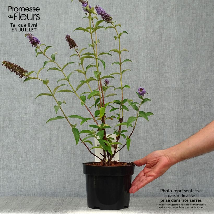 Amostra de Budleia davidii Empire Blue Vaso de 2 L/3 L tal como entregue no verão