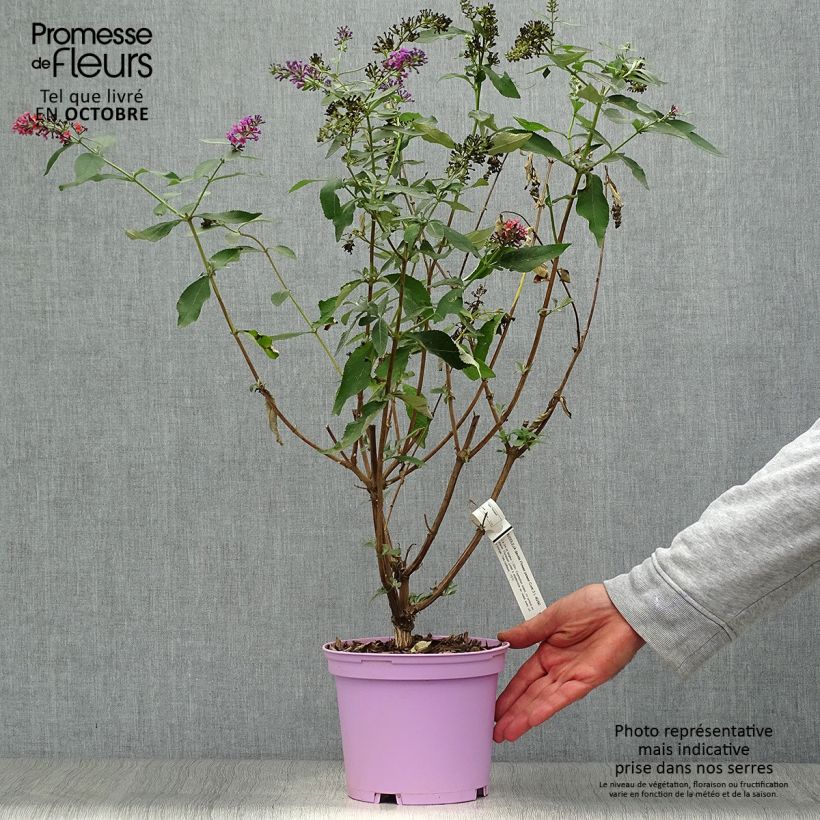 Amostra de Budleia Flower Power - Arbre-das-borboletas Vaso de 2 L/3 L tal como entregue no outono