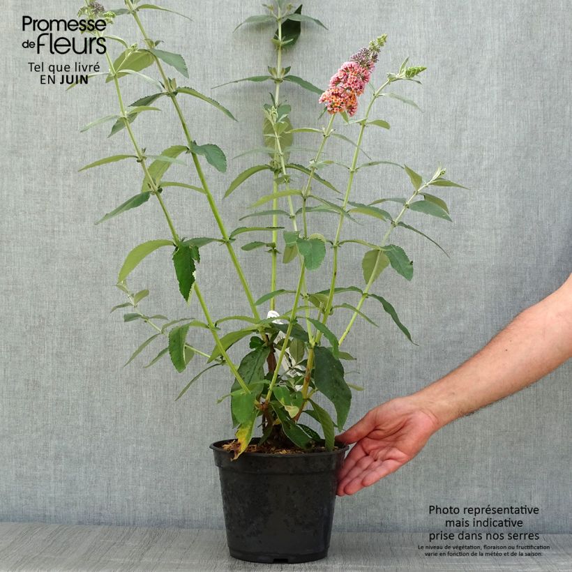 Amostra de Budleia Flower Power - Arbre-das-borboletas Vaso de 2 L/3 L tal como entregue no verão