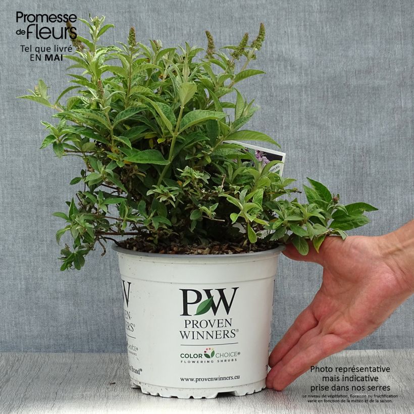 Amostra de Budleia davidii Lilac Chip Vaso de 2 L/3 L tal como entregue na primavera