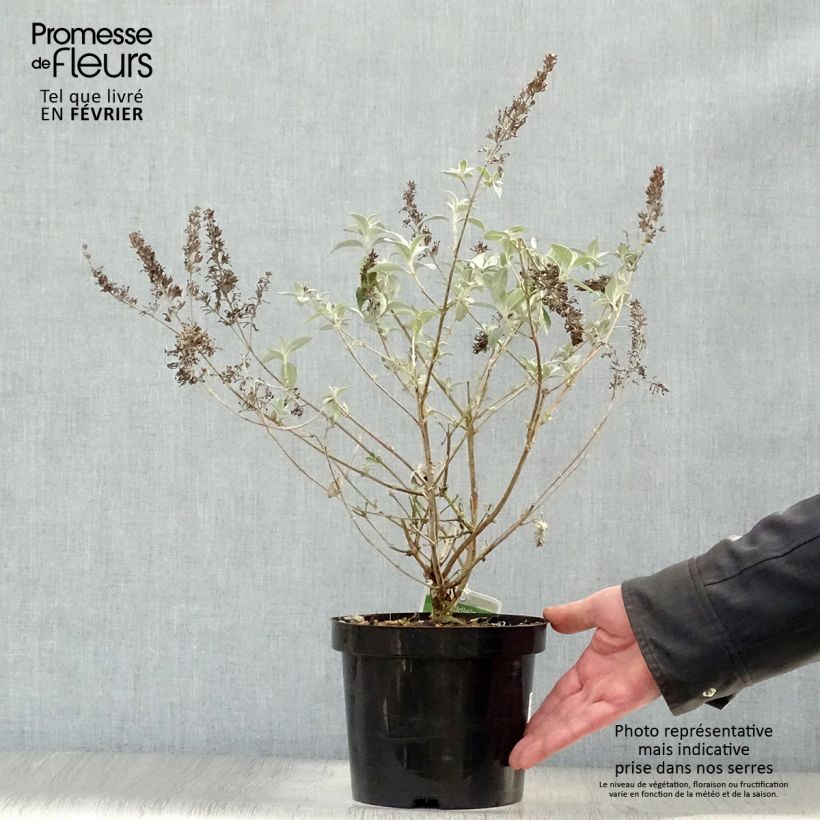 Amostra de Buddleia Lochinch - Arbre aux papillons Vaso de 2 L/3 L tal como entregue no inverno