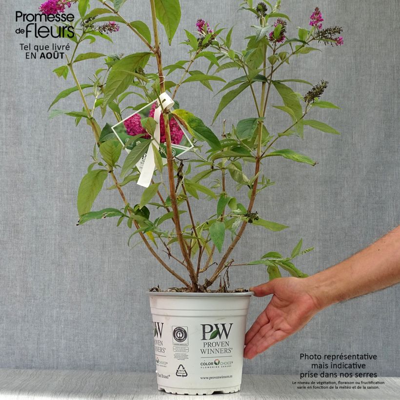 Amostra de Budleia Miss Ruby Vaso de 3 L/4 L tal como entregue no verão