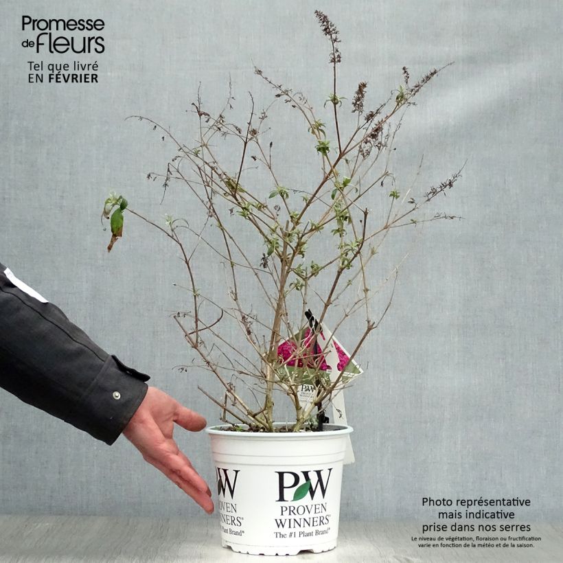 Amostra de Buddleia Miss Ruby - Buddleia nain Vaso de 3 L/4 L tal como entregue no inverno