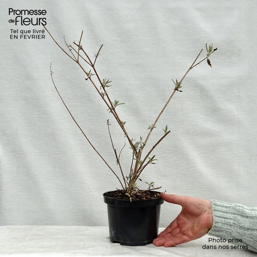 Amostra de Budleia davidii Royal Red Vaso de 2 L/3 L tal como entregue no inverno