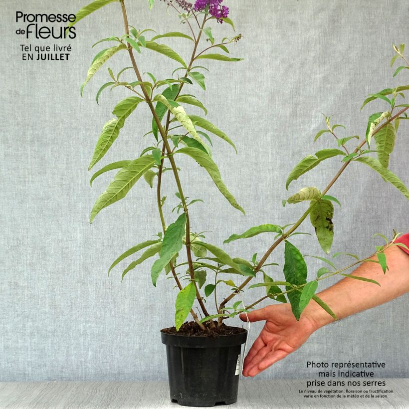 Amostra de Budleia davidii Royal Red Vaso de 2 L/3 L tal como entregue no verão