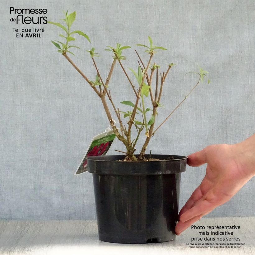 Amostra de Budleia davidii Royal Red Vaso de 2 L/3 L tal como entregue na primavera
