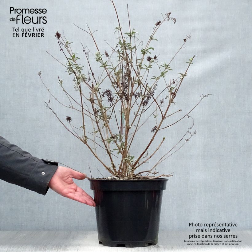 Amostra de Budleia davidii Royal Red Vaso de 7,5 L/10 L tal como entregue no inverno