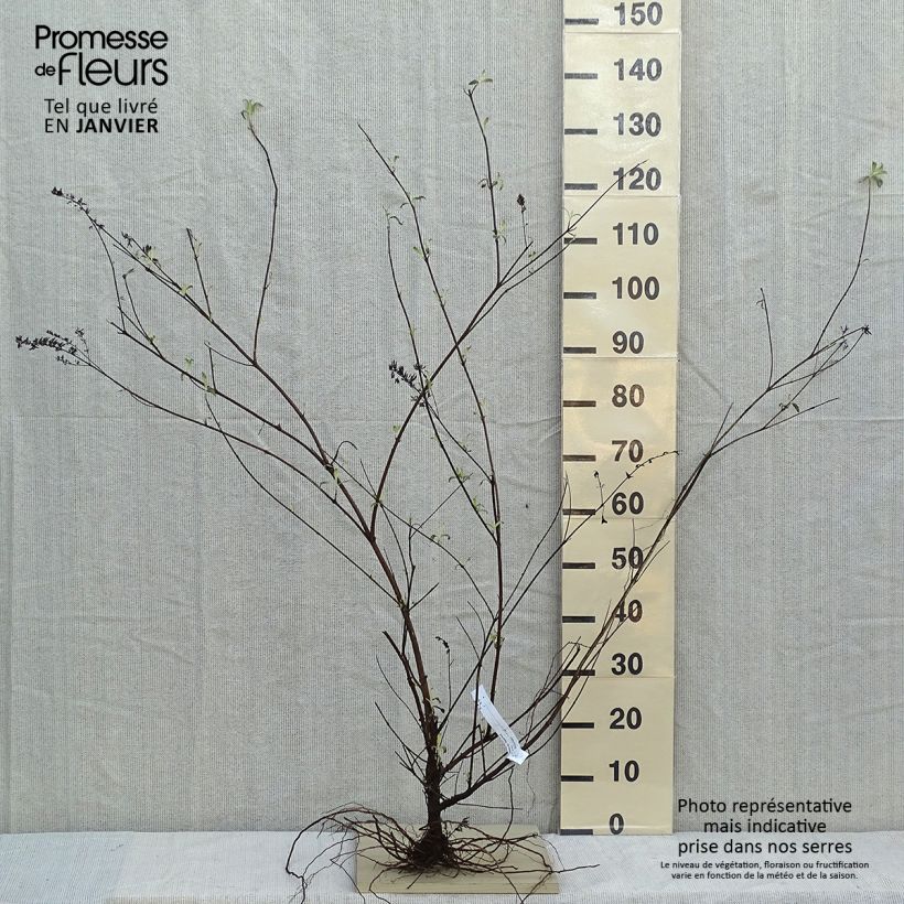 Amostra de Budleia davidii Royal Red Raízes nuas tal como entregue no inverno