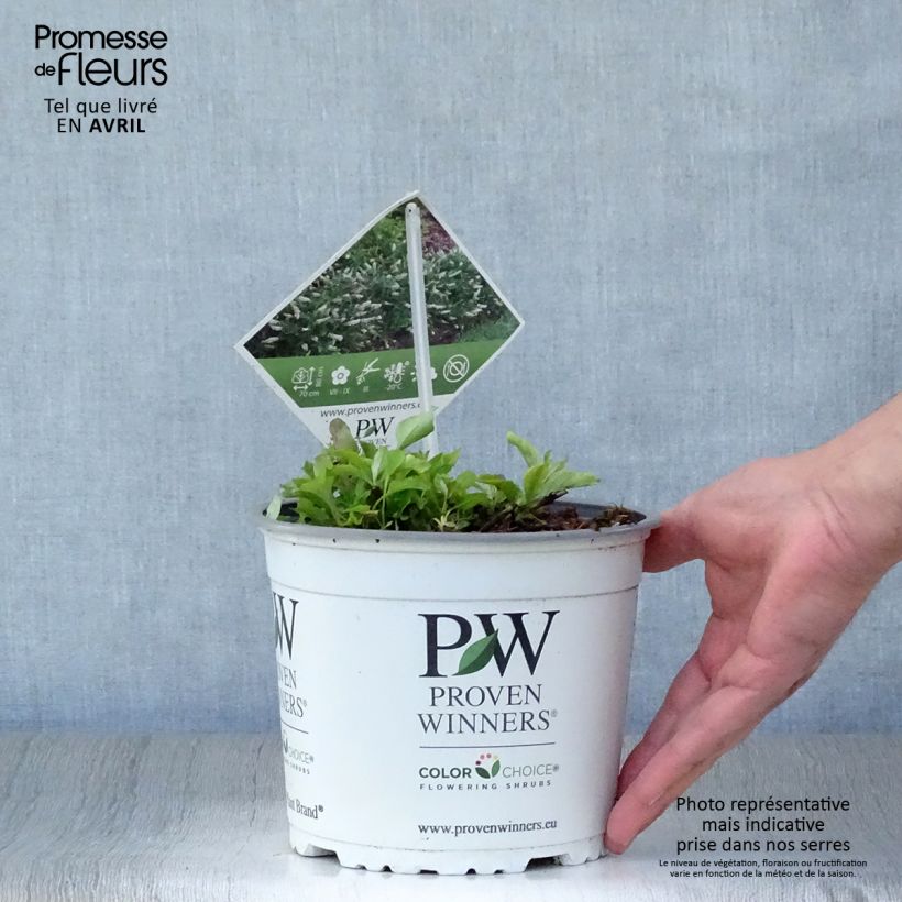 Amostra de Budleia White Chip Vaso de 2 L/3 L tal como entregue na primavera