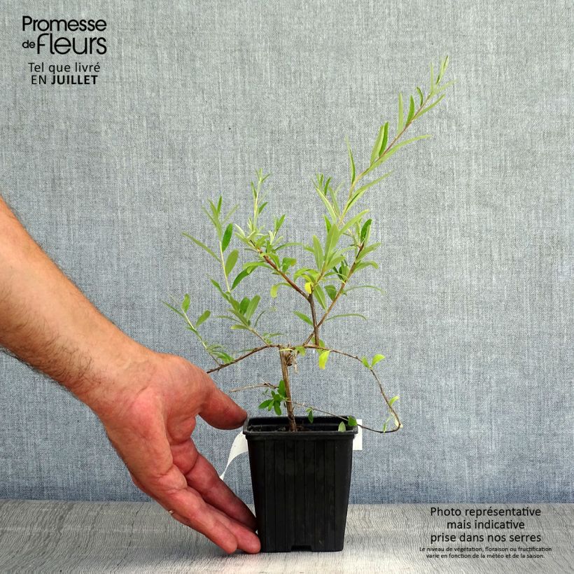 Amostra de Budleia alternifolia Vaso de 8/9 cm tal como entregue no verão