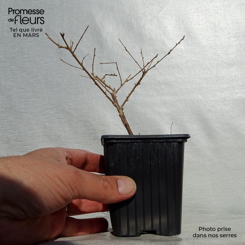 Amostra de Budleia alternifolia Vaso de 8/9 cm tal como entregue na primavera