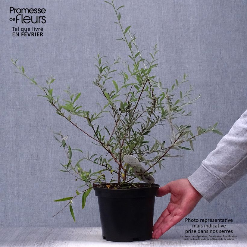 Amostra de Budleia alternifolia Vaso de 3 L/4 L tal como entregue no outono