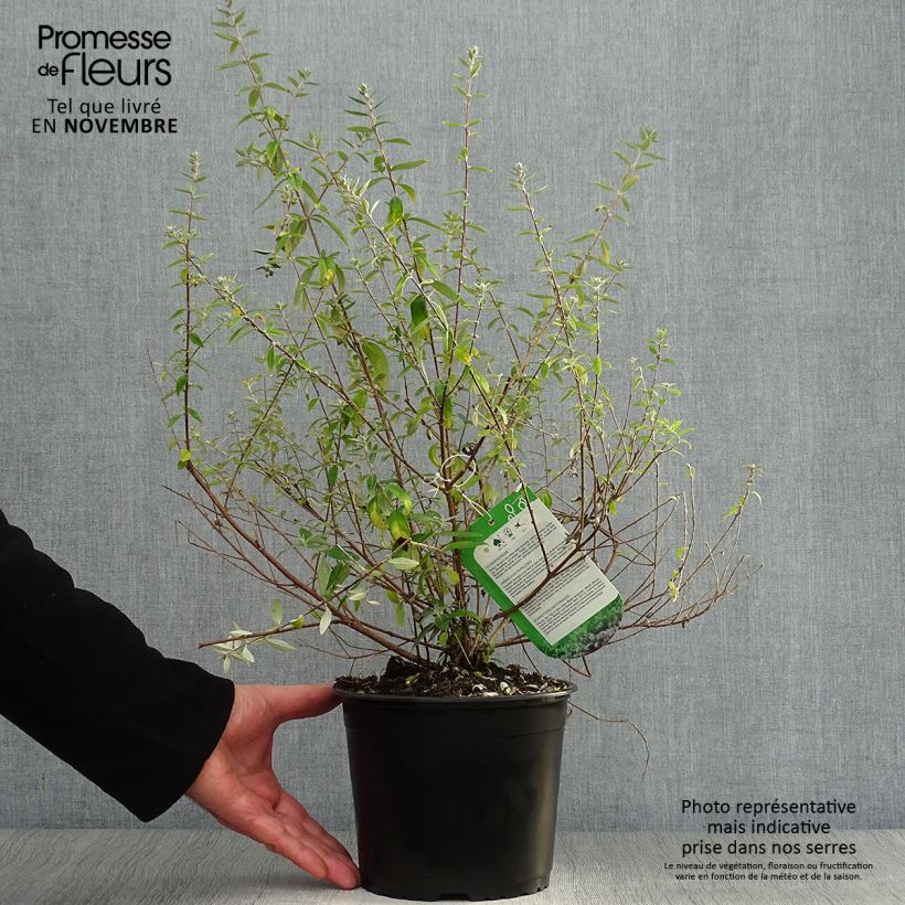 Amostra de Budleia alternifolia Unique Vaso de 3 L/4 L tal como entregue no outono