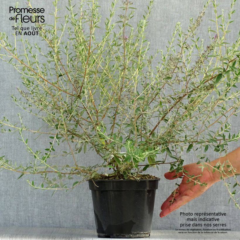 Amostra de Budleia alternifolia Unique Vaso de 3 L/4 L tal como entregue no verão