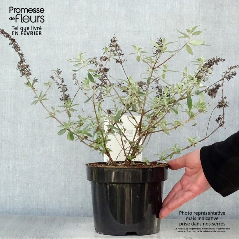 Amostra de Buddleia davidii Adonis Blue, Arbre à papillons Vaso de 3 L/4 L tal como entregue no inverno