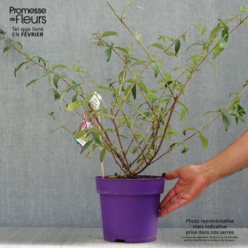Amostra de Budleia davidii Berries and Cream Vaso de 3 L/4 L tal como entregue no outono