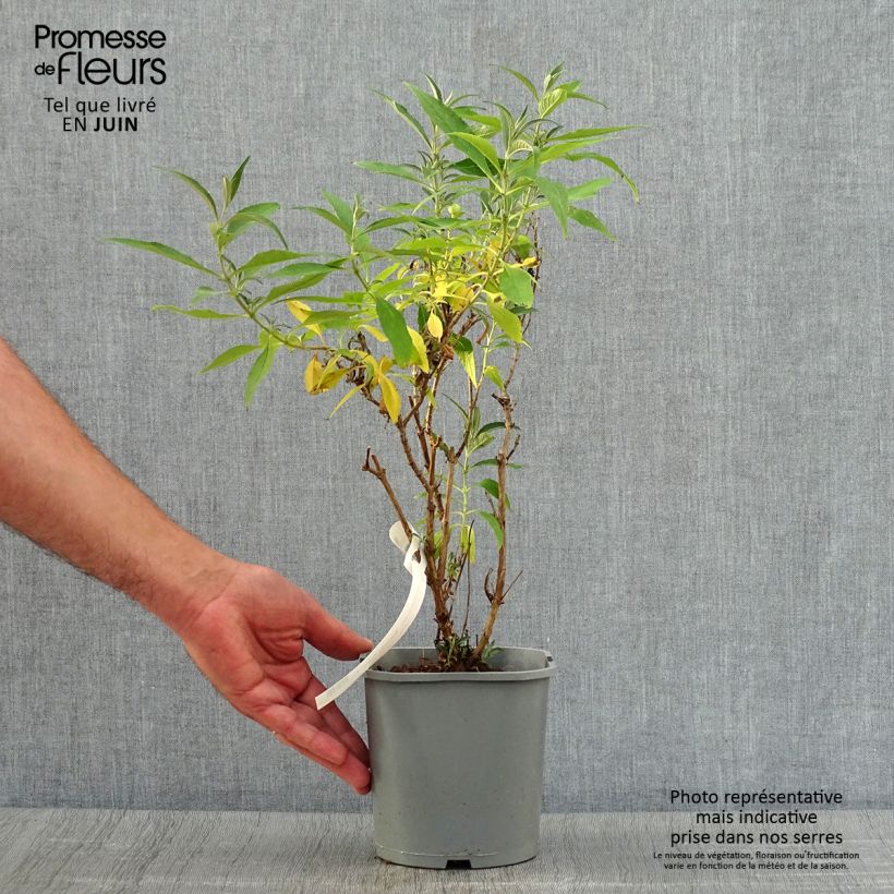 Amostra de Budleia davidii Butterfly Tower Vaso de 4 L/5 L tal como entregue no verão