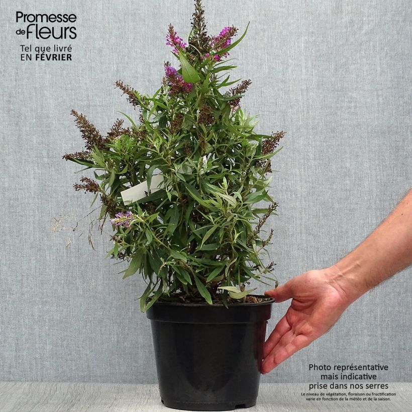 Amostra de Budleia davidii Butterfly Tower Vaso de 4 L/5 L tal como entregue no outono