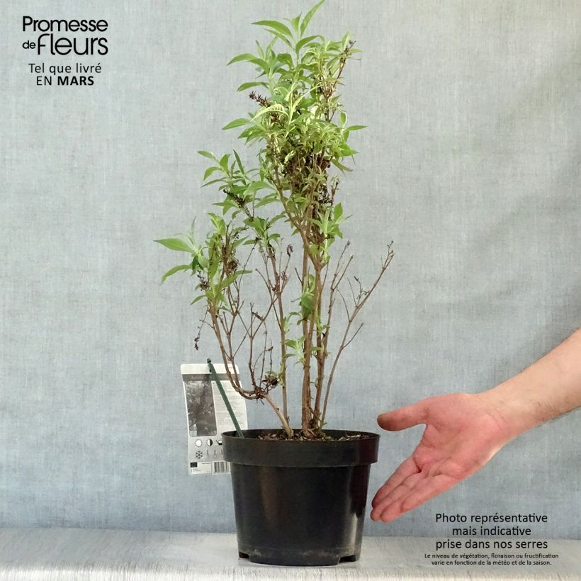 Amostra de Budleia davidii Butterfly Tower Vaso de 4 L/5 L tal como entregue na primavera