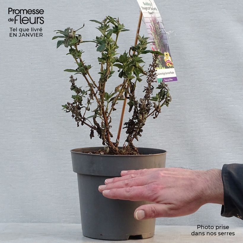 Amostra de Buddleia davidii Butterfly Tower - Arbre aux papillons Vaso de 4 L/5 L tal como entregue no inverno