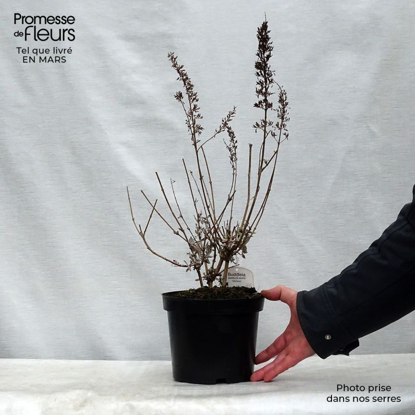 Amostra de Budleia davidii Marbled White Vaso de 2 L/3 L tal como entregue na primavera