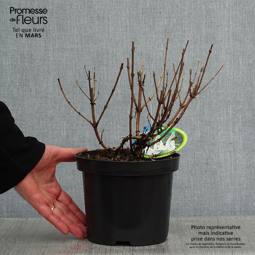 Amostra de Buddleia davidii Marbled White - Arbre aux Papillons Vaso de 2 L/3 L tal como entregue no inverno