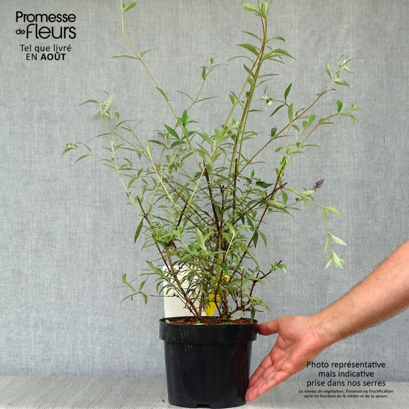 Amostra de Budleia davidii Nanho Blue Vaso de 3 L/4 L tal como entregue no verão