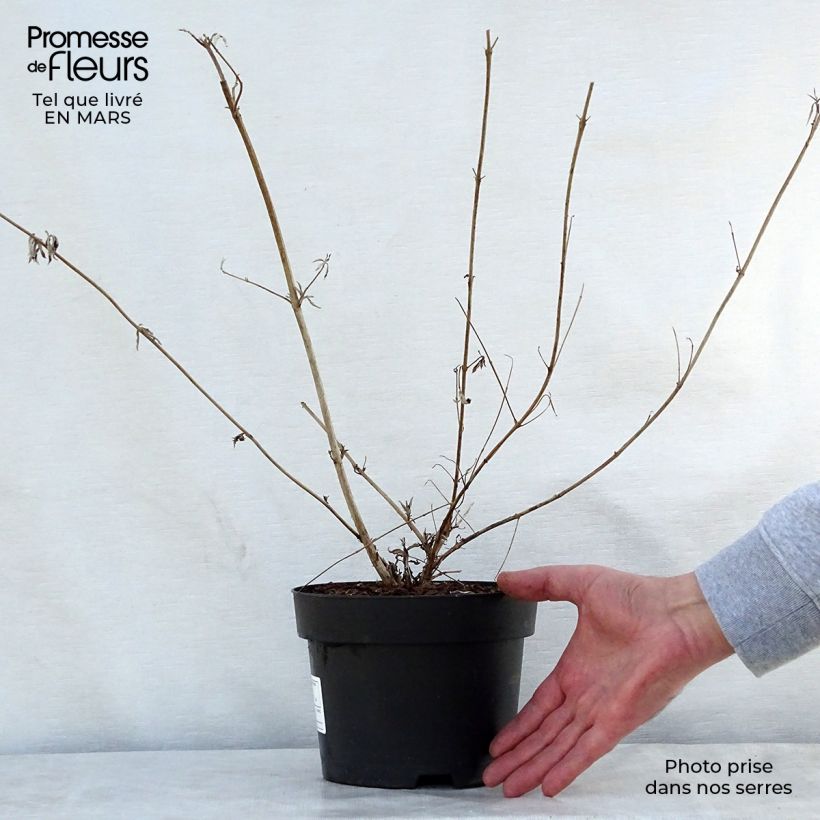 Amostra de Budleia davidii Nanho Purple Vaso de 2 L/3 L tal como entregue na primavera