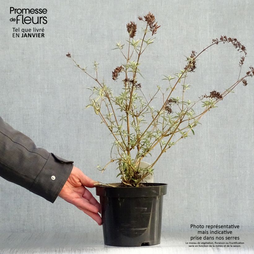 Amostra de Buddleia davidii Nanho Purple - Arbre aux papillons nain Vaso de 2 L/3 L tal como entregue no inverno